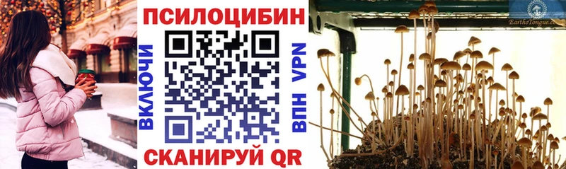 продажа наркотиков  Шагонар  Псилоцибиновые грибы MAGIC MUSHROOMS 